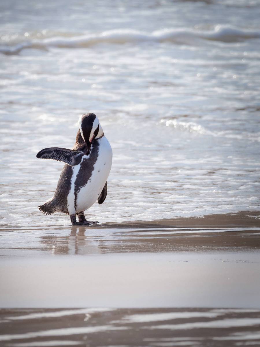   african penguin  aquatic animal  avian 