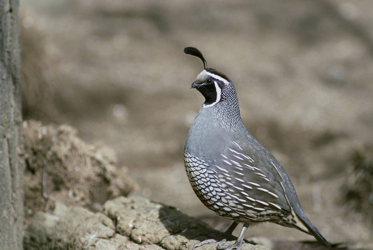   animal  wildlife  beak  california  fauna 