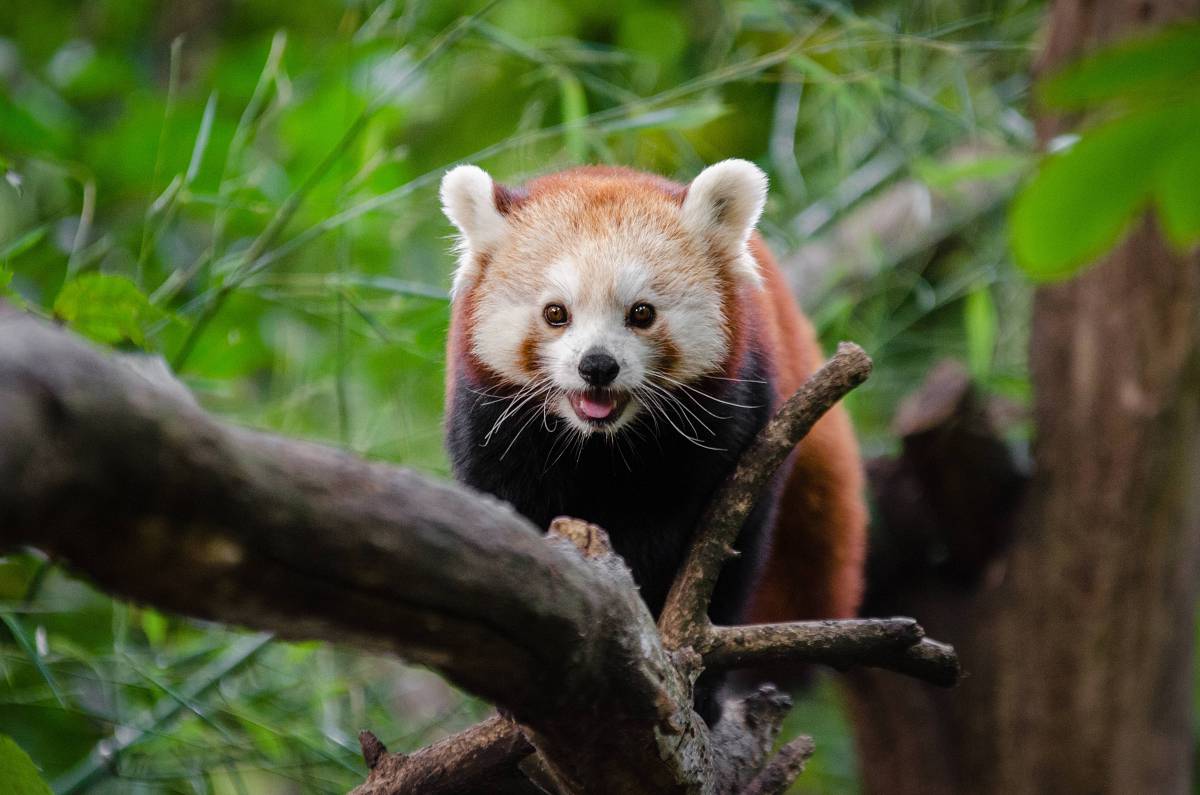   bokeh  animal  wildlife  zoo  mammal  fauna 