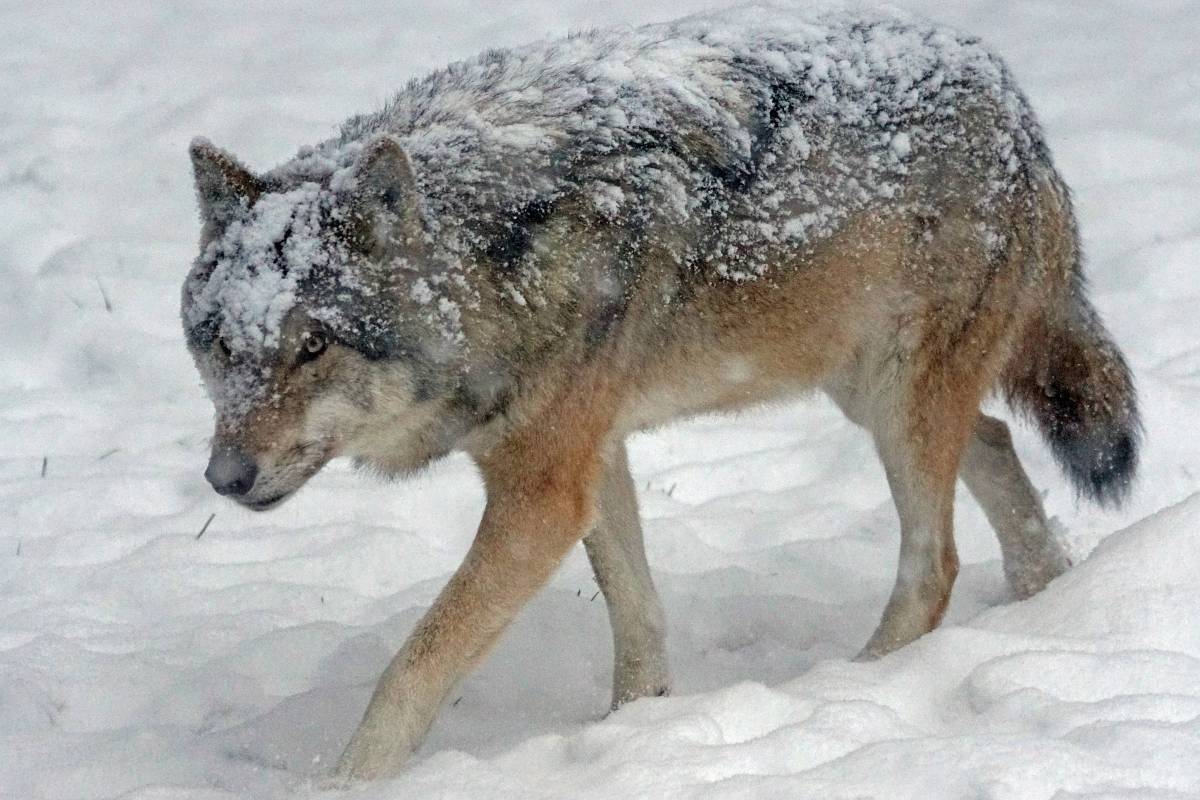   cold  winter  social  predator  coyote 