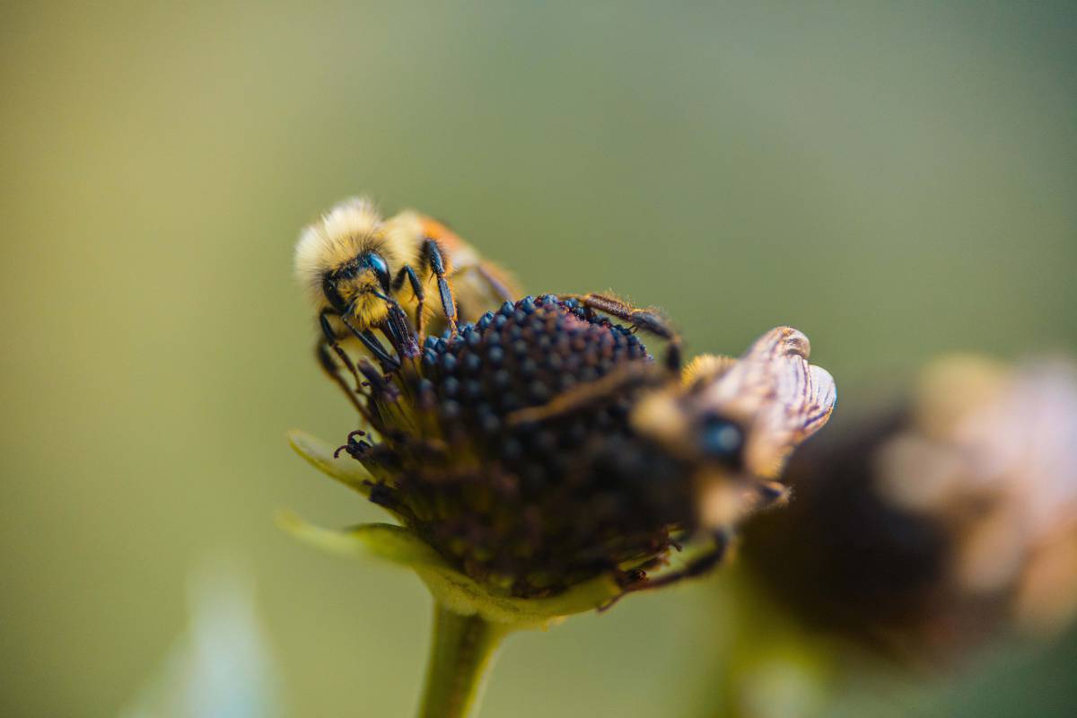 flower bee on flower bee