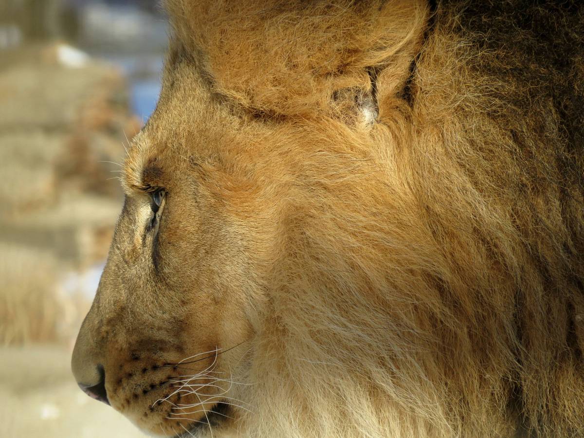   male  wildlife  zoo  fur  mane  fauna  big 
