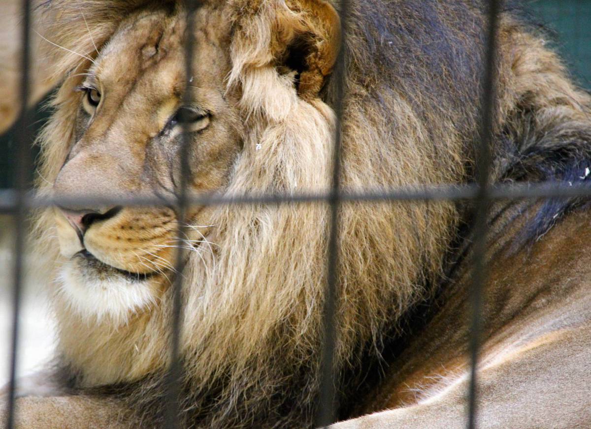   wildlife  zoo  africa  mane  fauna  lion 
