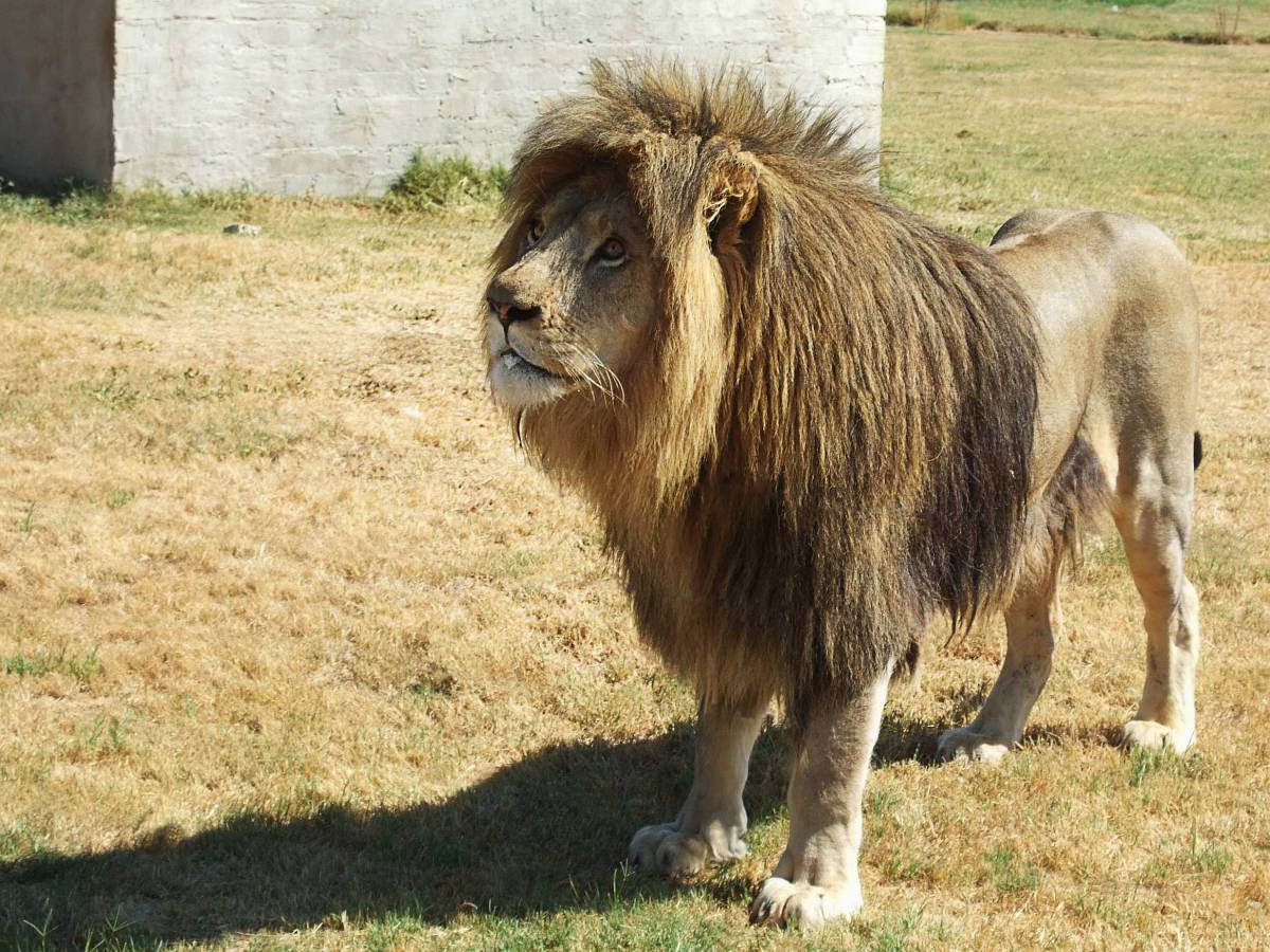 Wildlife Zoo Cat Fauna Lion Vertebrate Image Free Photo