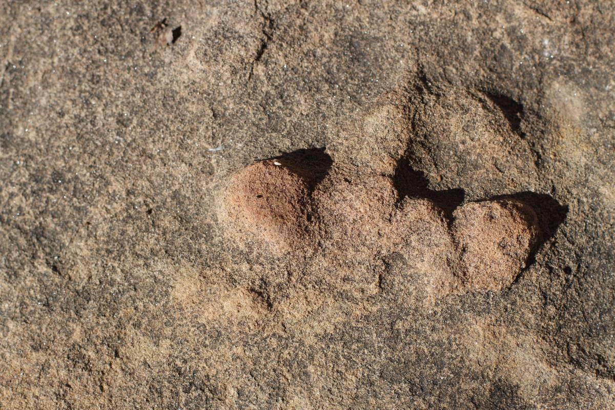   sand  rock  wood  texture  wildlife  soil 