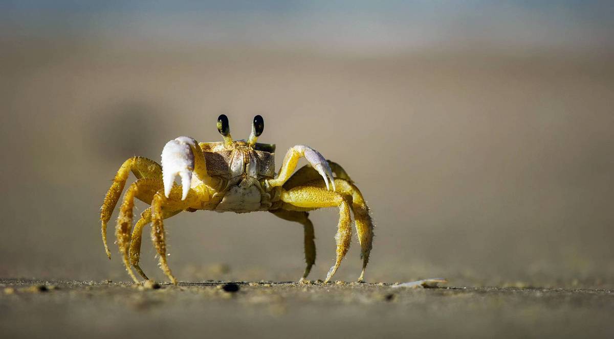   beach  nature  sand  wildlife  food  insect 