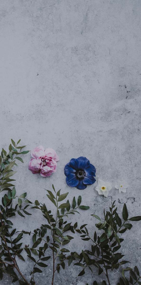 flower two white and pink petaled flowers on wall floral