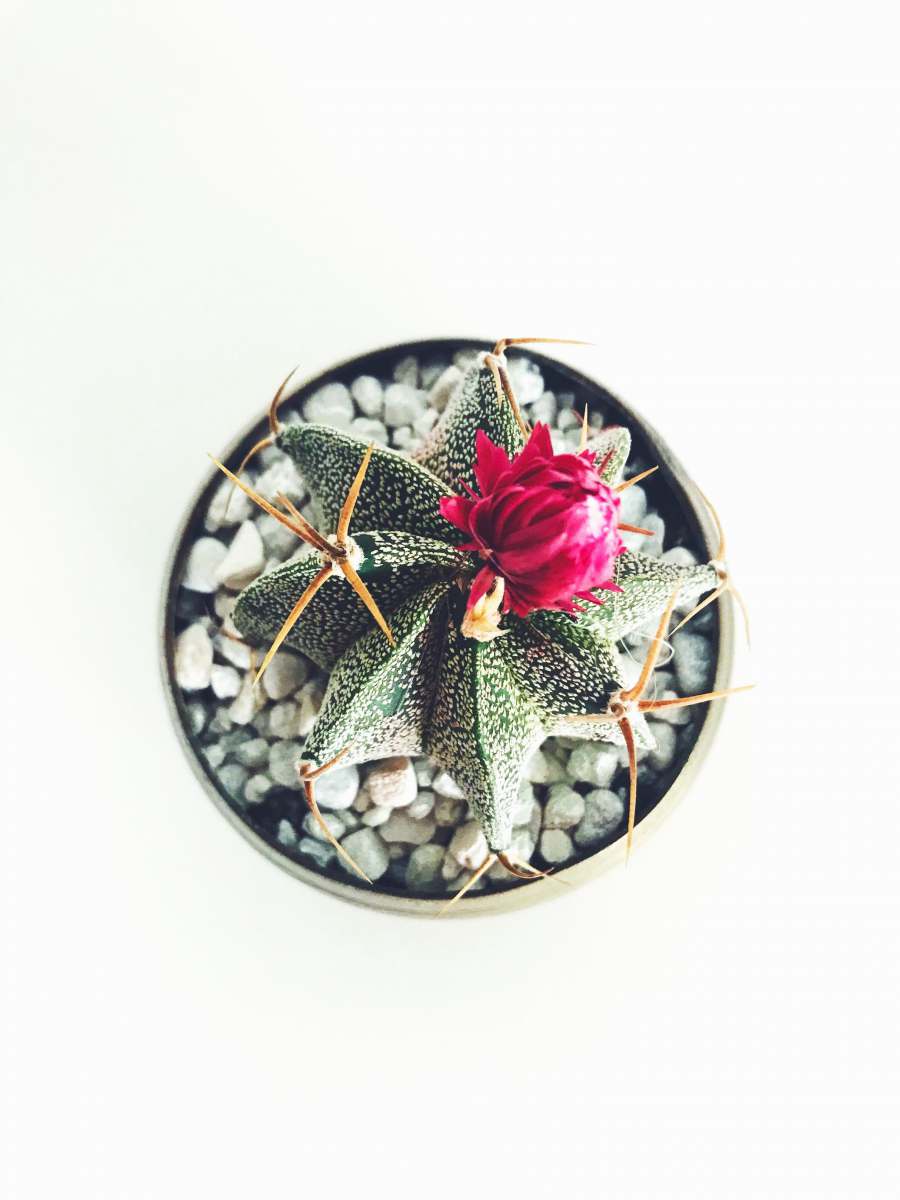 plant red cactus flower succulent