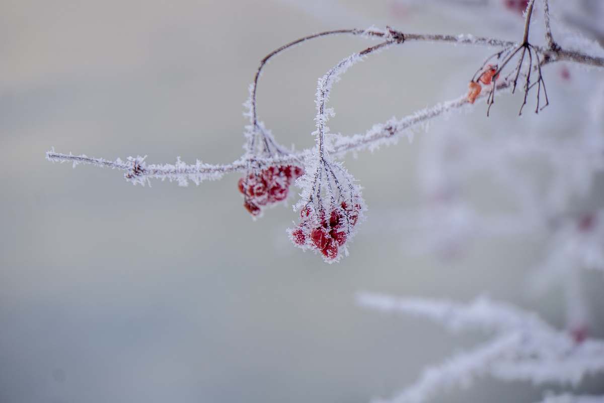 ice snow covered branches outdoors