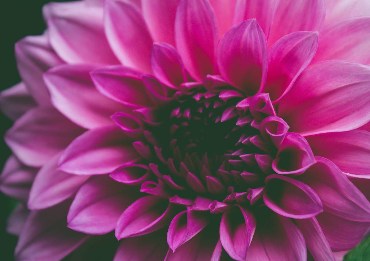   abstract  beautiful  beauty  black  bloom 