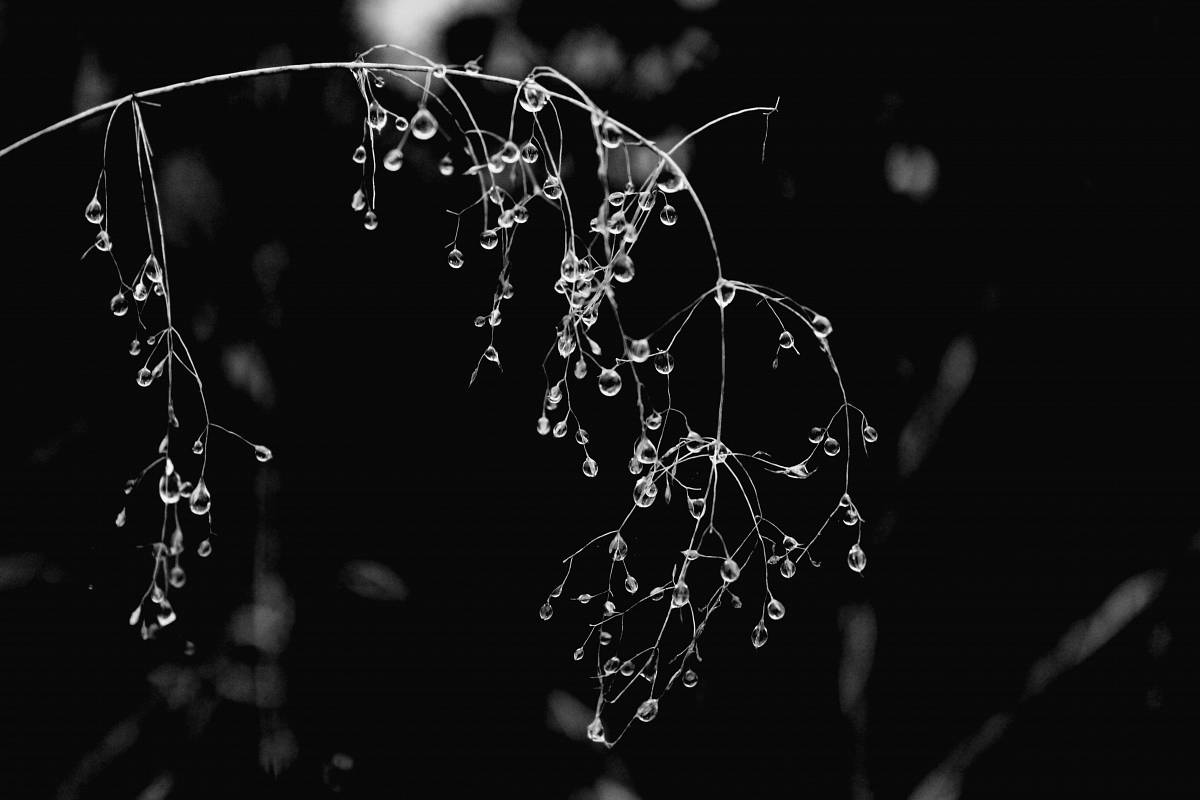   water  nature  branch  dew  light  black and 