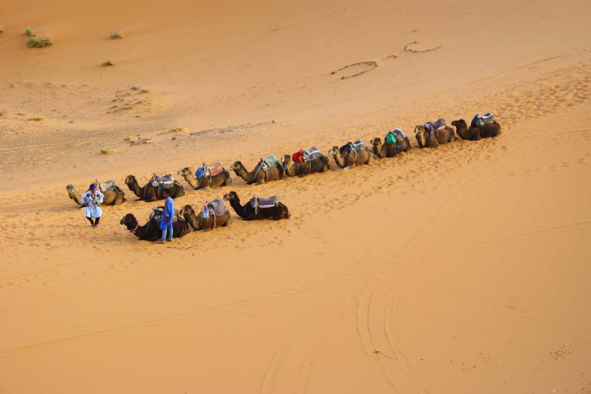 desert camels walking on dessert sand