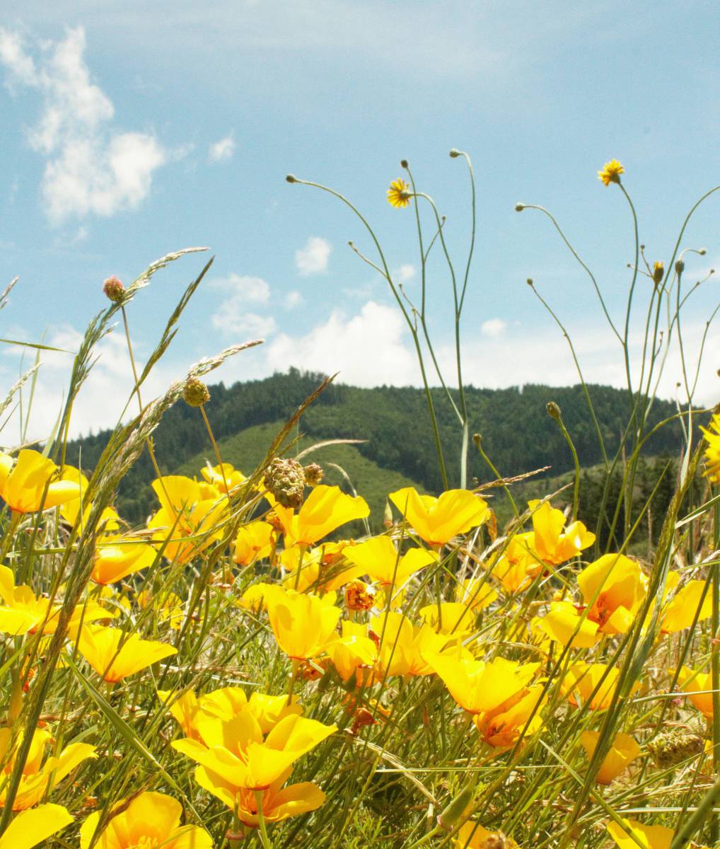   landscape  nature  mountain  field  meadow 