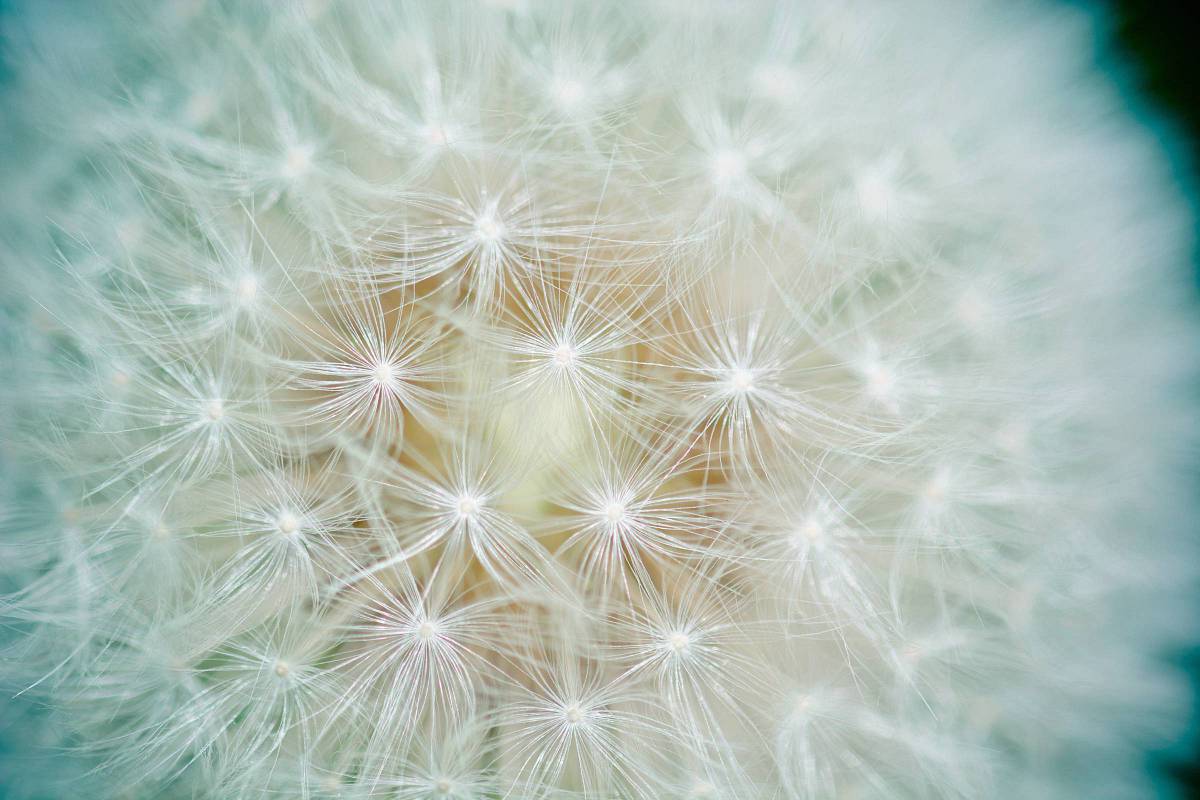   nature  petal  flora  close up  pointed 