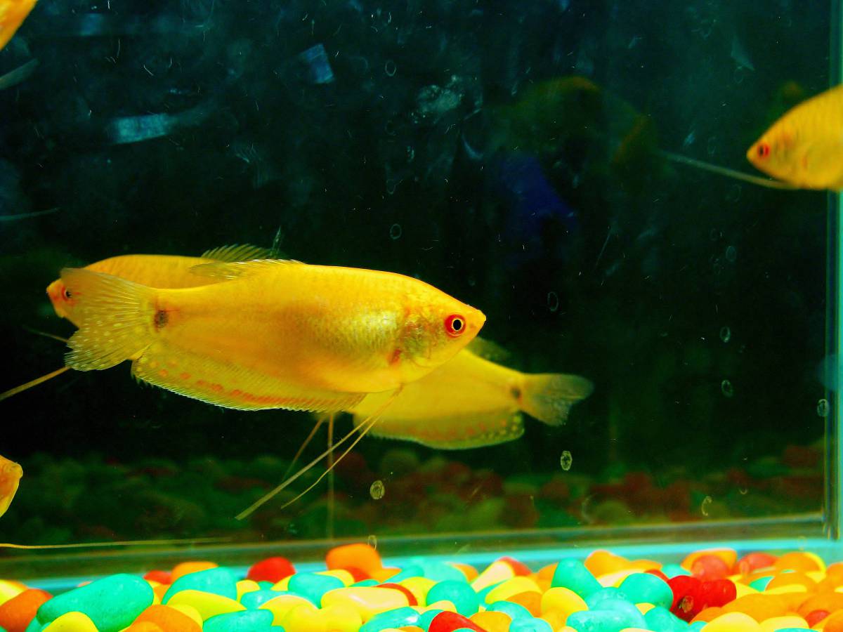   water  underwater  yellow  goldfish  fish 