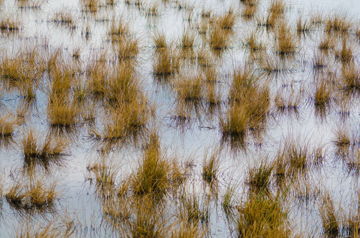   tree  water  outdoor  swamp  branch  liquid 