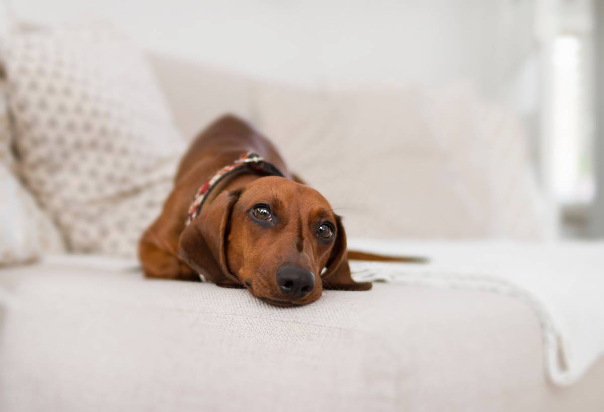   animal  bed  bedroom  blur  brown  canine 