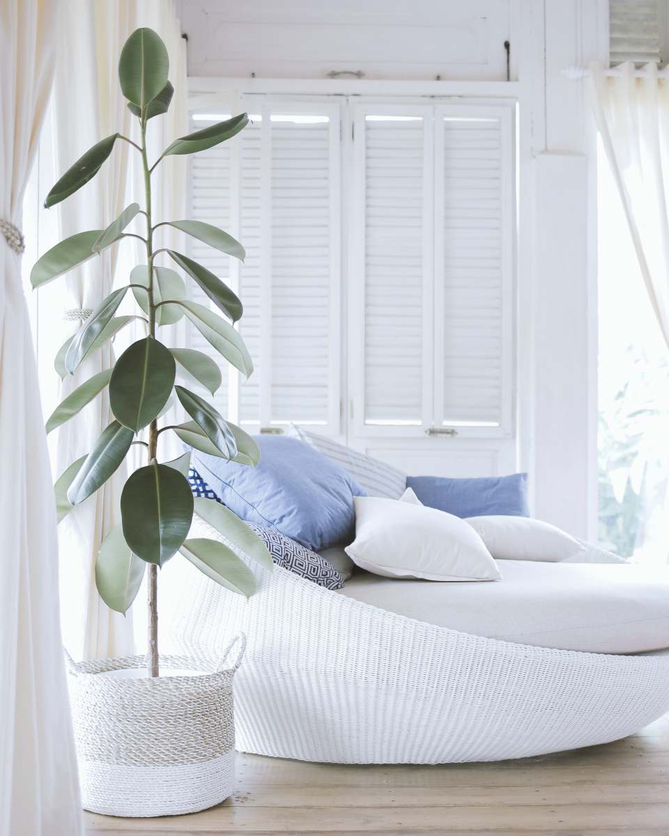 indoors green-leafed rubber plant on white pot kulatresna