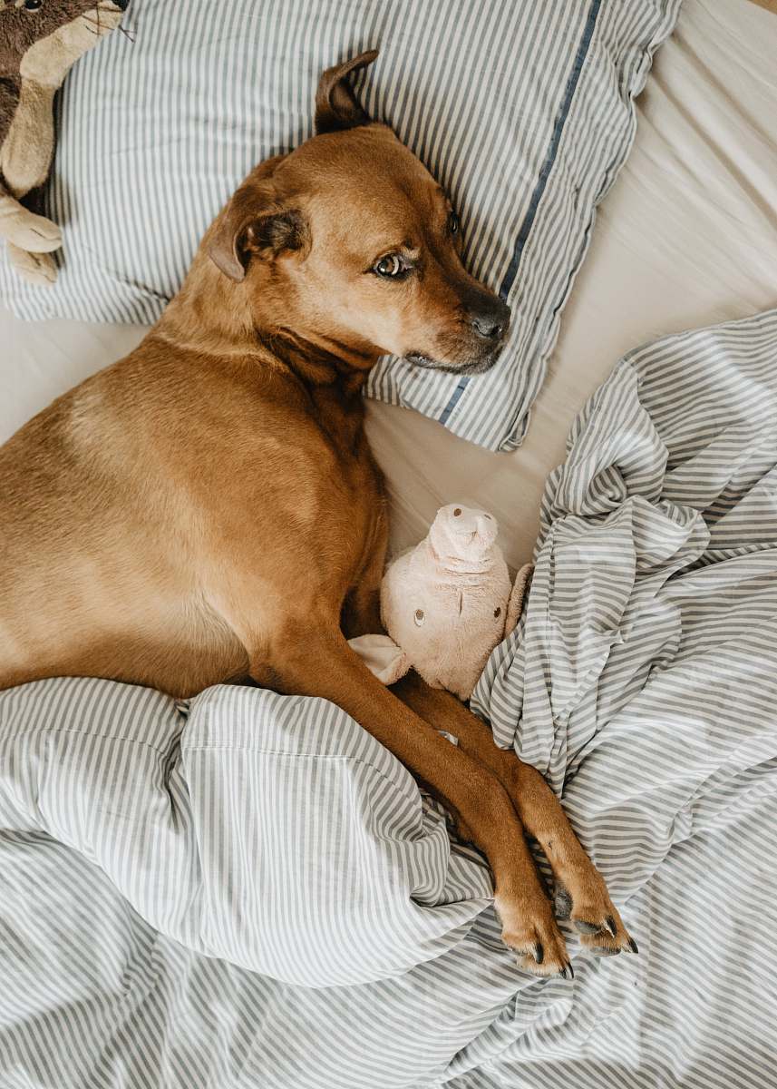 Animal Dog Lying On Bed Pet Image Free Photo