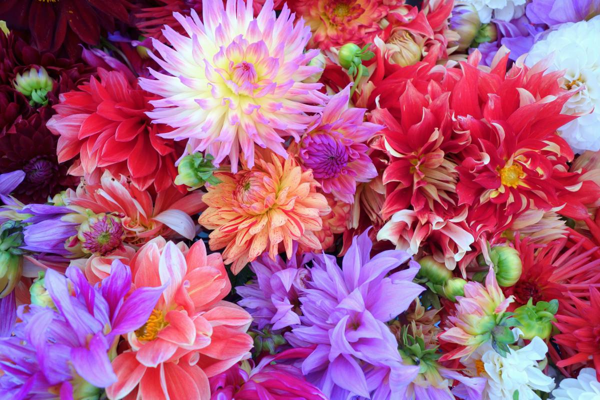   blossom  purple  petal  bloom  orange  red 