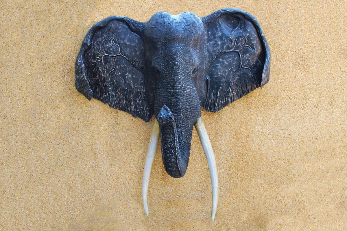   wing  trunk  horn  decoration  collection 