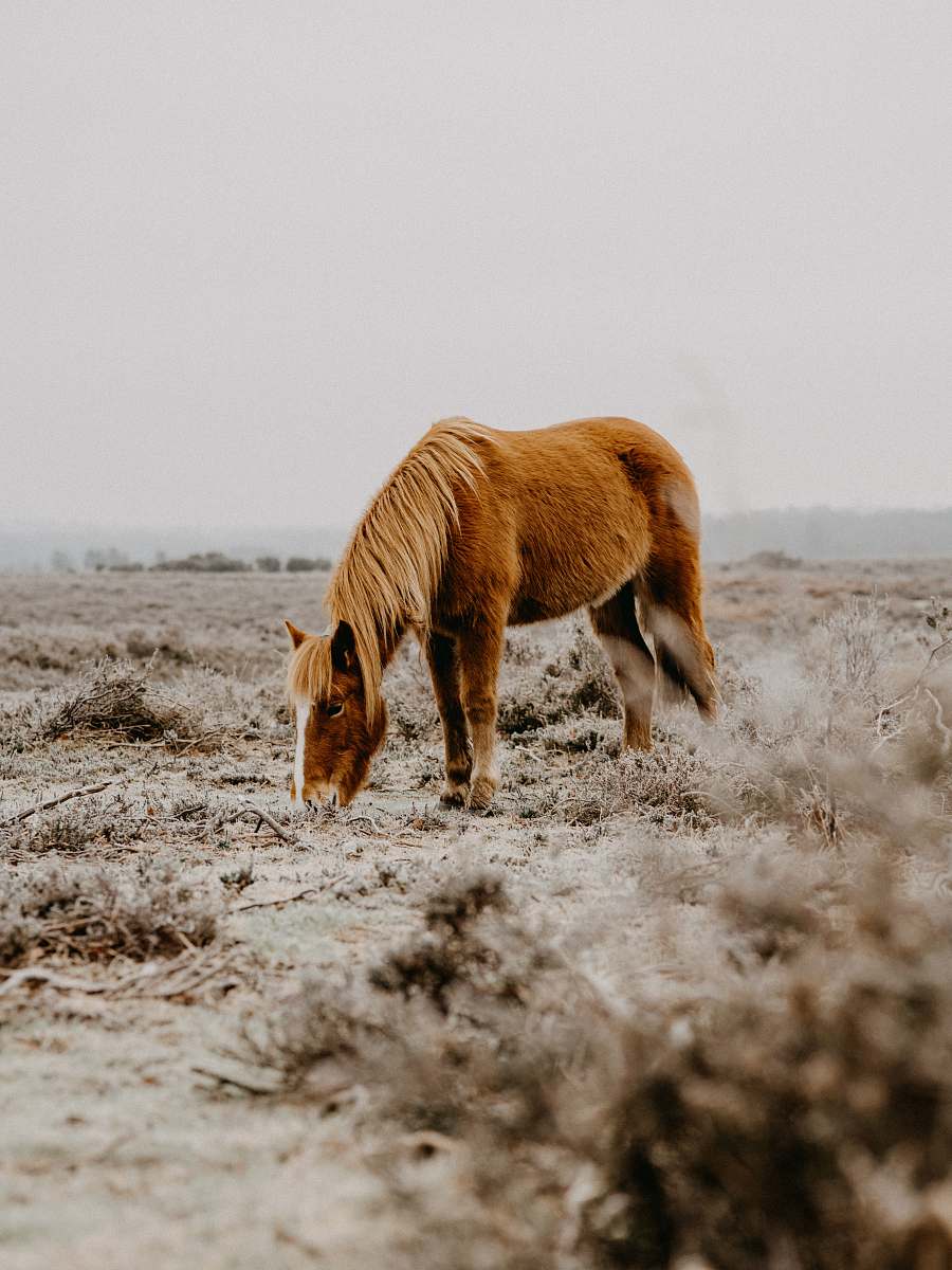 animal brown horse on gray field during daytime colt horse