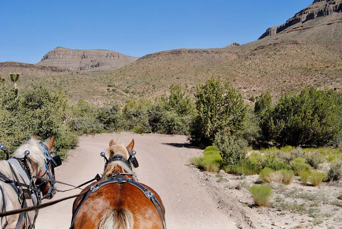 mammal brown horse with carriage on road during daytime animal