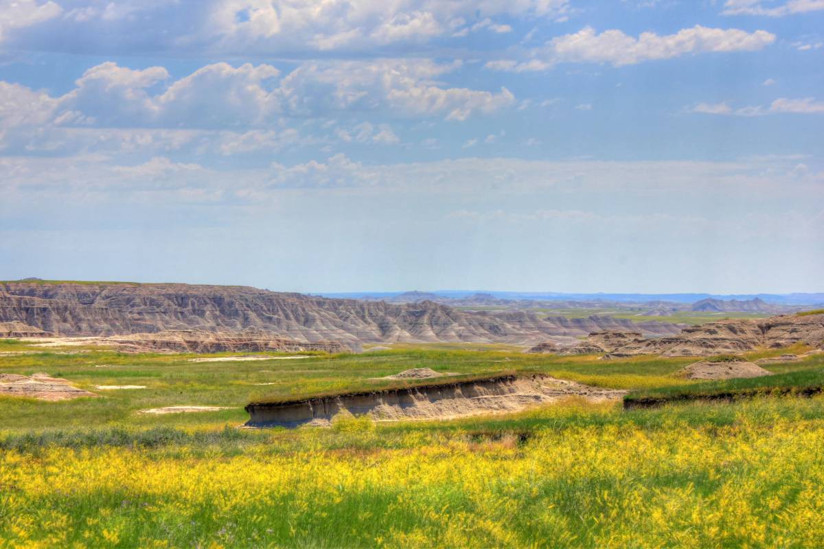 Yellow flowers on the Prairie at Badlands National Park 