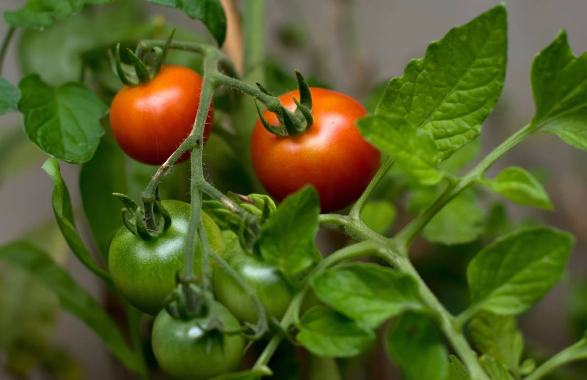   fruit  food  produce  vegetable  peppers 
