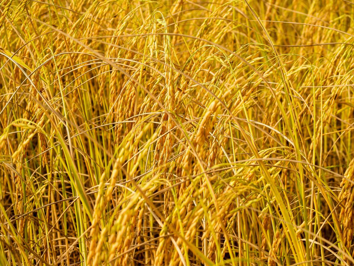   nature  green  rice  plant  agriculture 
