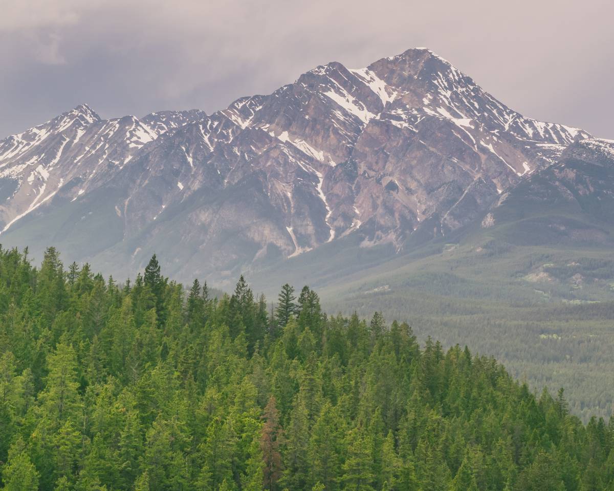   tree  nature  wilderness  sky  meadow  hill 