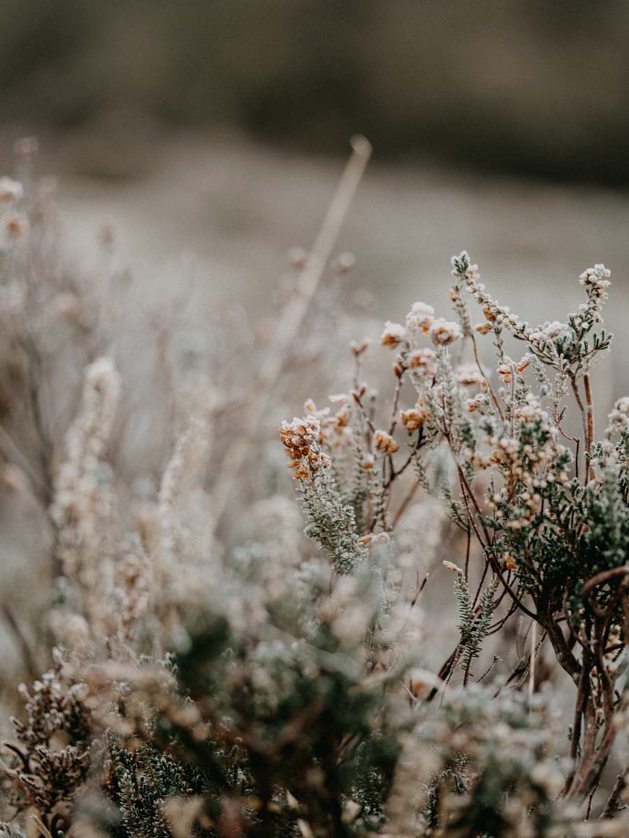 plant white flowers in tilt shift lens ice