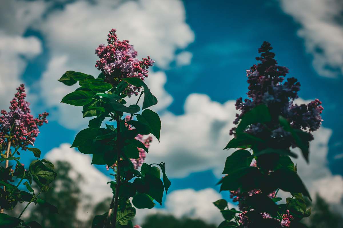 vegetation pink flowers under blue sky during daytime bush