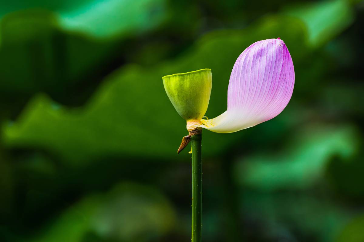   nature  blossom  sunlight  leaf  flower 