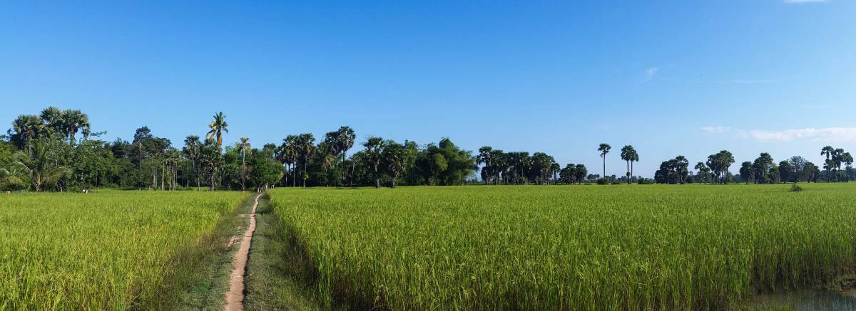   nature  horizon  plant  meadow  prairie 