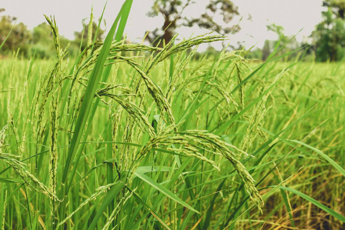   rice  green  farm  nature  agriculture 