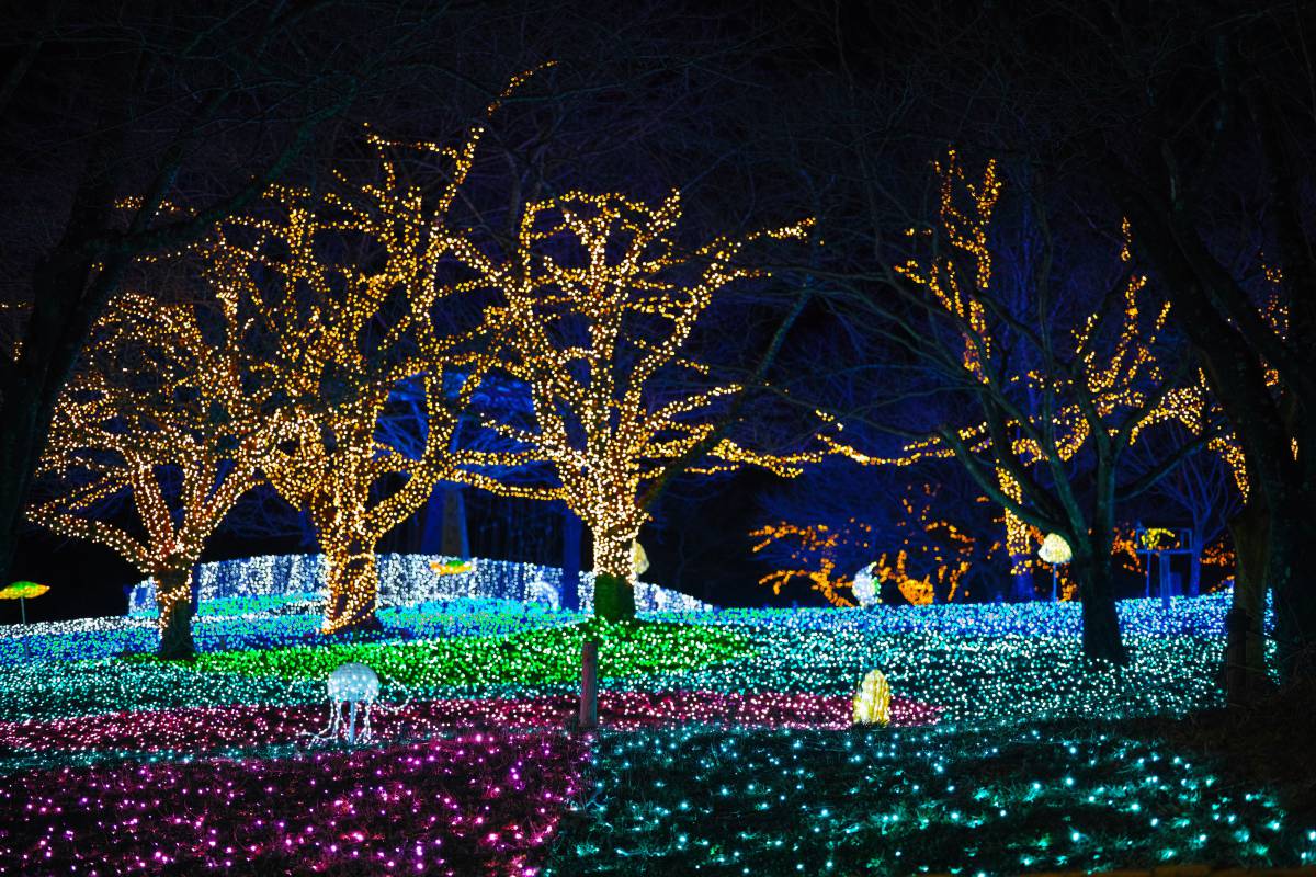   tree  branch  light  night  flower 