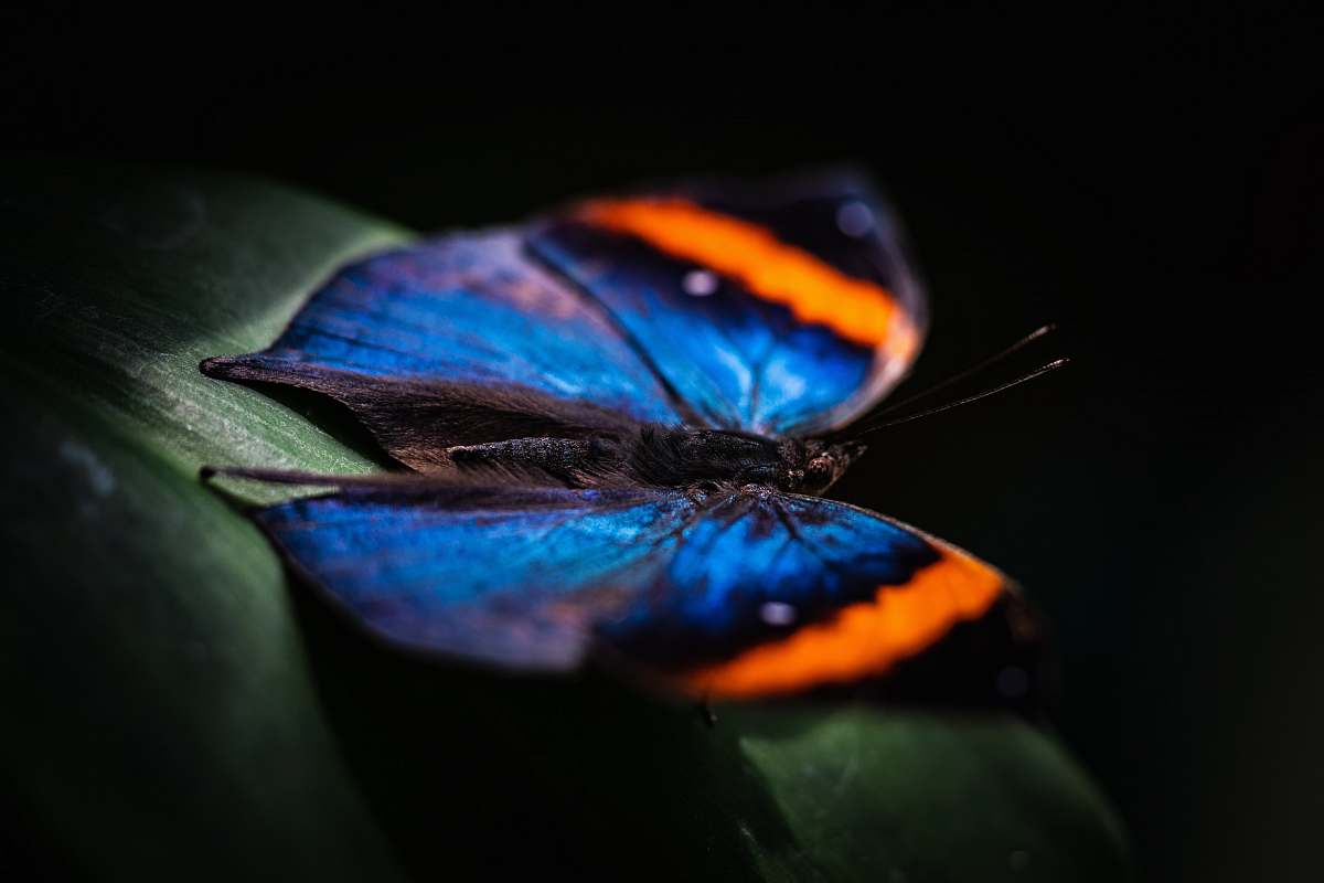  closeup photography of blue and orange butterfly on green leaf 
