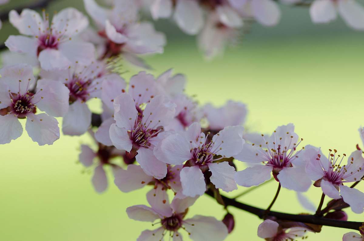 blossom white and pink cherry blossoms blooming plant