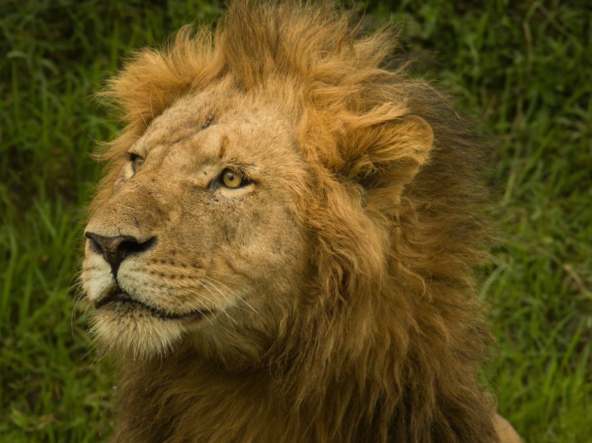   adventure  animal  male  wildlife  zoo  mane 