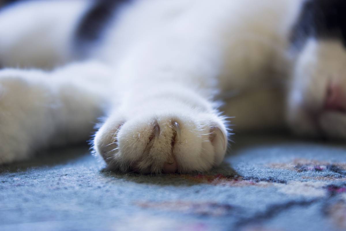   hand  white  animal  pet  fur  kitten  nap 