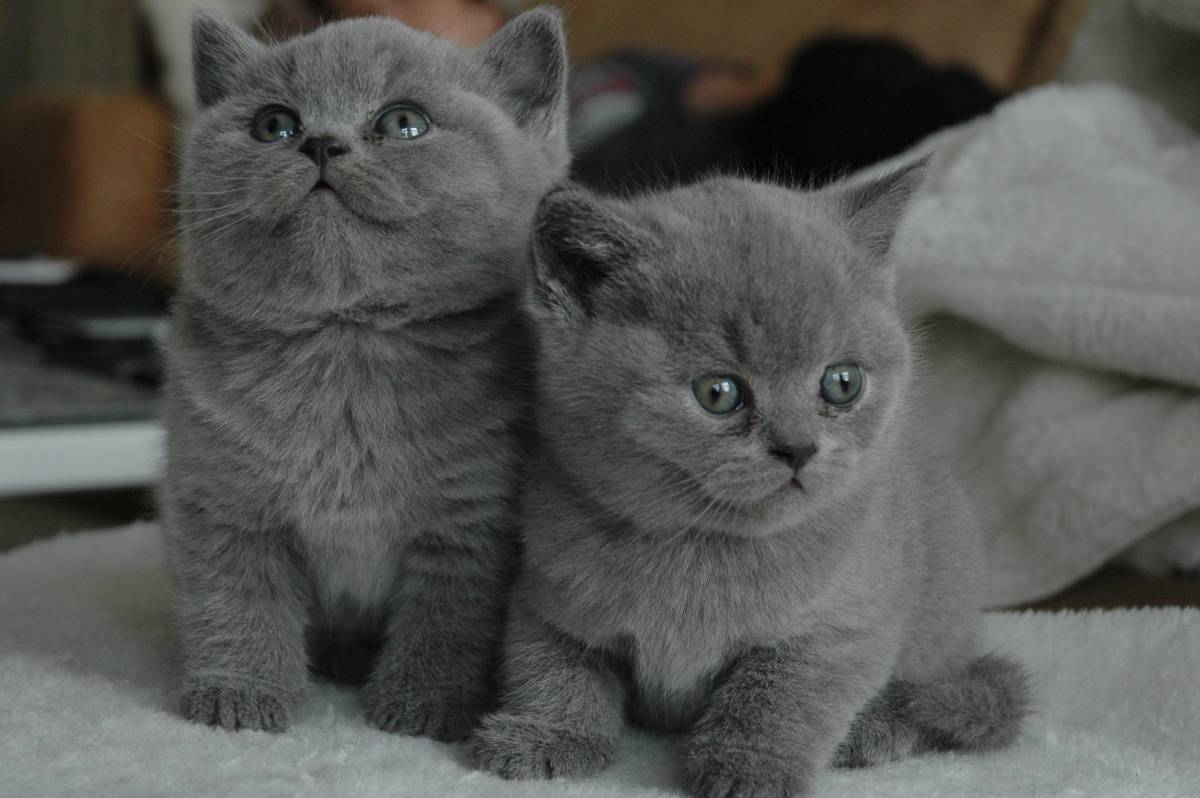 Capture the essence of cuteness with this delightful image of two playful kittens sitting together on a fluffy white blanket. Perfect for animal lovers, pet shops, or any project celebrating the charm of feline companionship, this heartwarming scene evokes feelings of warmth and joy. Ideal for use in blogs, social media, and marketing materials aimed at pet enthusiasts.
