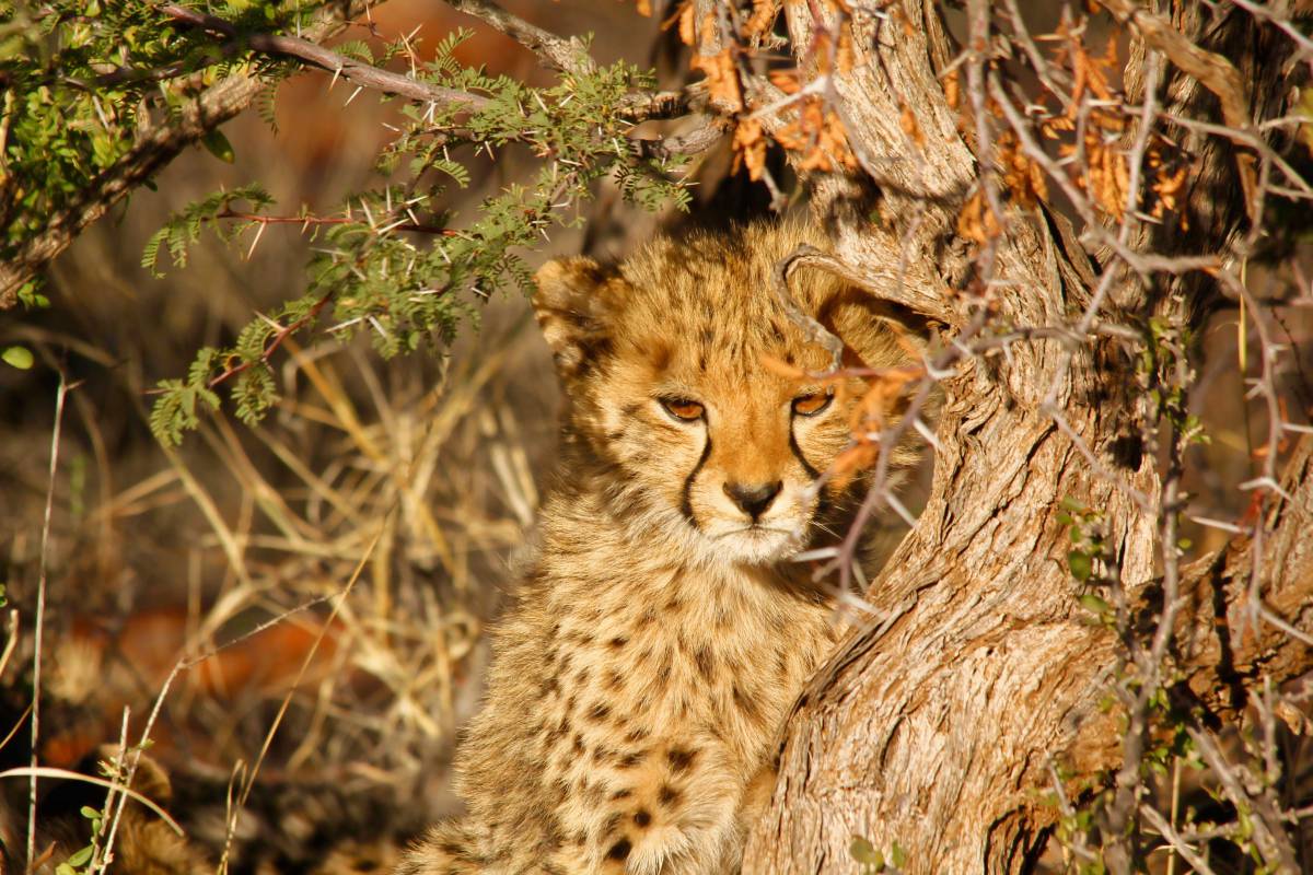   nature  animal  wildlife  fur  jungle 