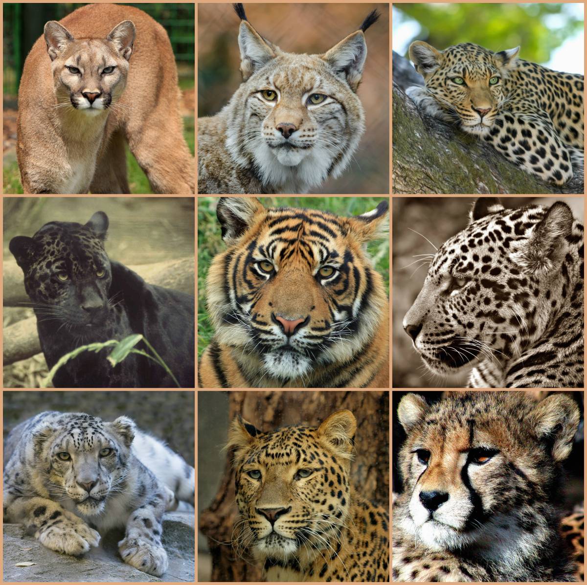   nature  wilderness  looking  wildlife  fauna 