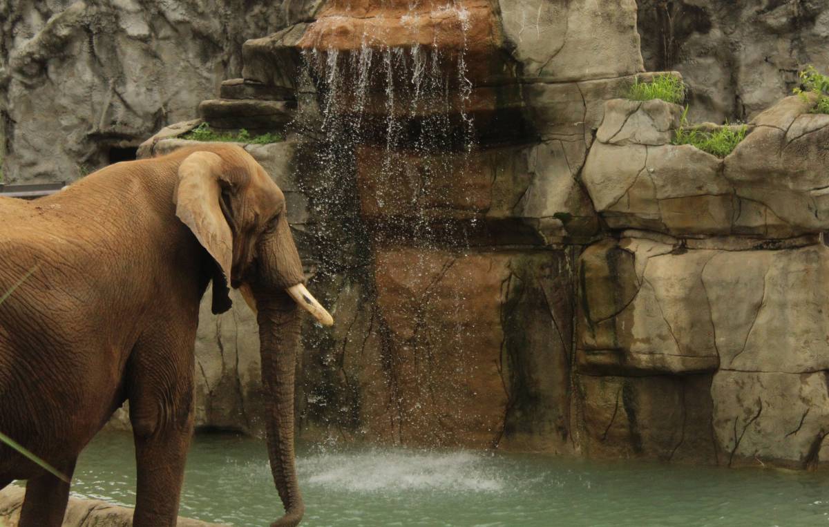   waterfall  adventure  trunk  wildlife  zoo 