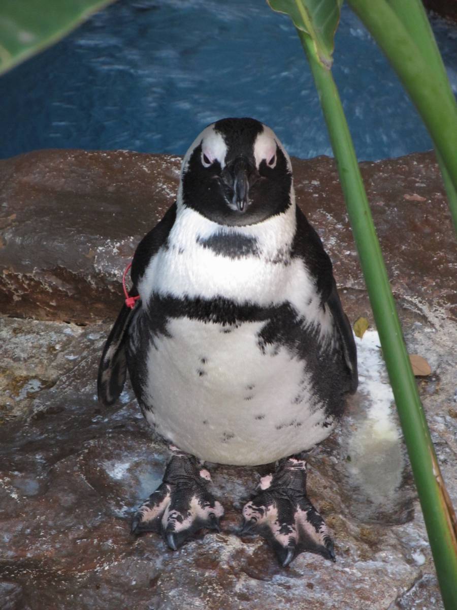   wildlife  zoo  beak  fauna  captivity 
