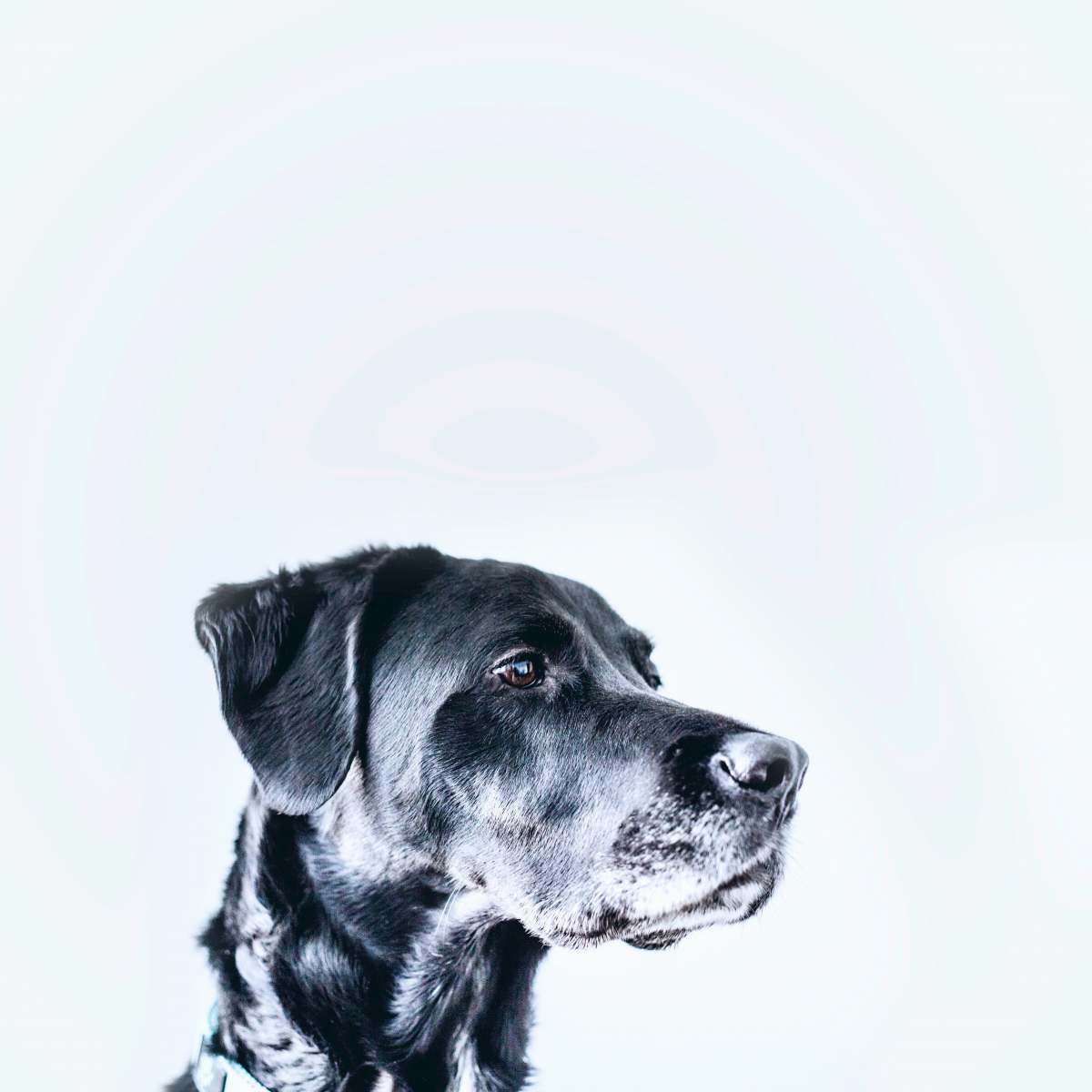 animal medium-coated black dog pet