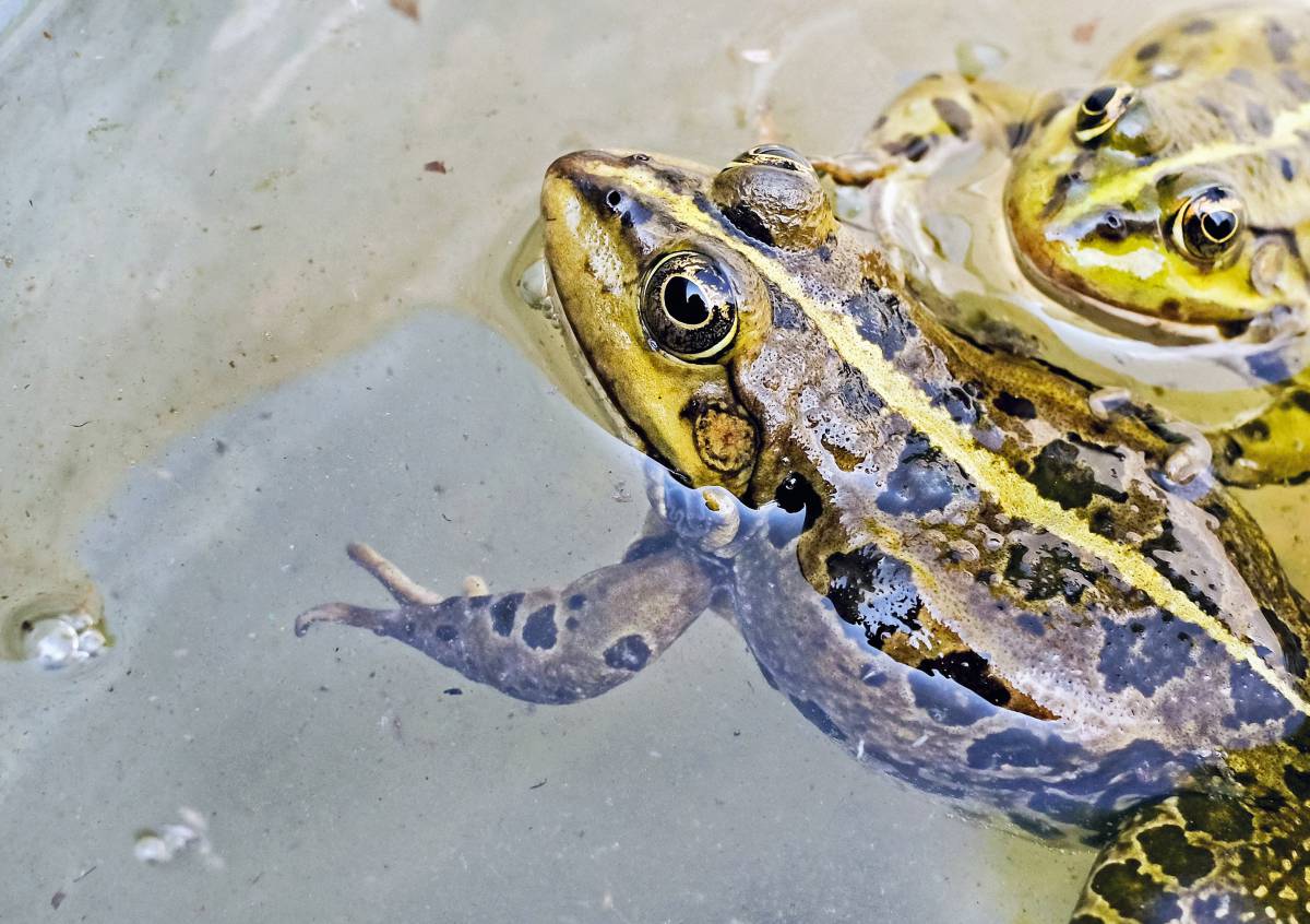   animal  wildlife  green  amphibian  fauna 