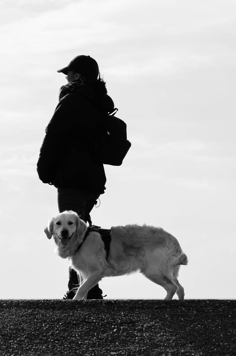  beach  nature  snow  black and white  puppy 