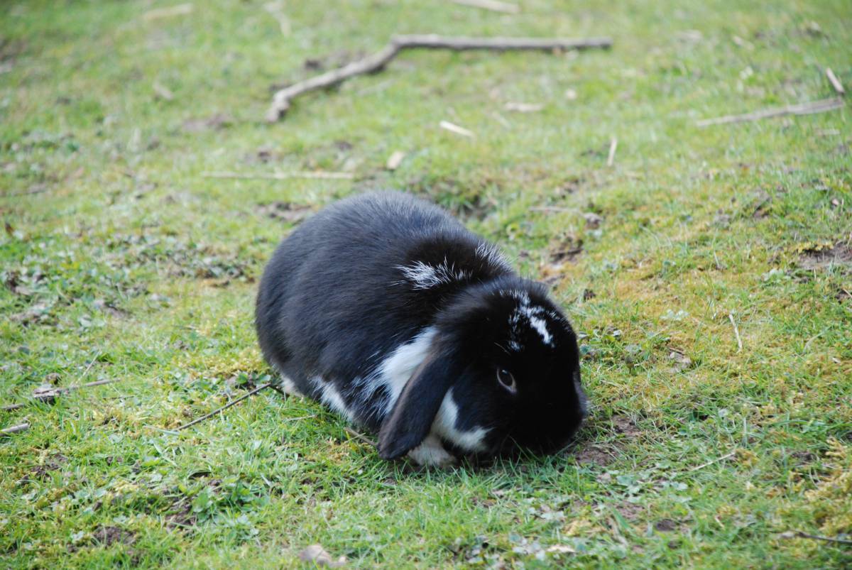   grass  sweet  cute  wildlife  zoo  pet  fur 